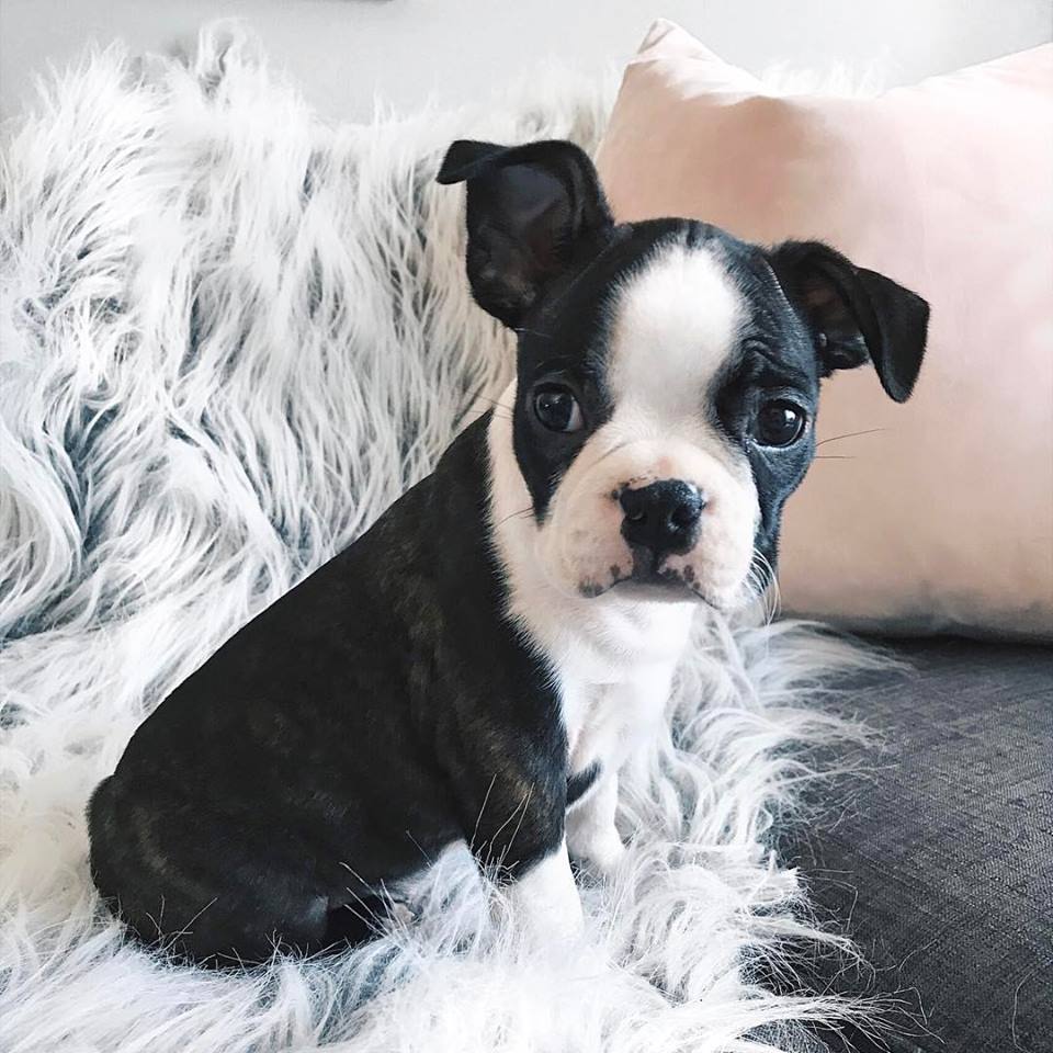 bruce the boston terrier