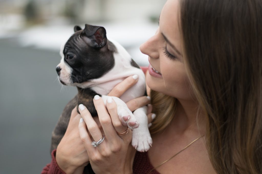 blush and bar nadia rose gold x ring, boston terrier puppy